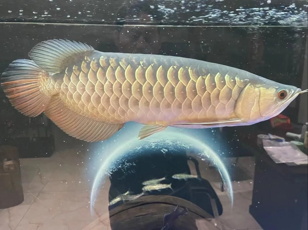古典過背金龍的市場價格走勢 古典過背金龍的市場價格走勢 龍魚百科 第3張