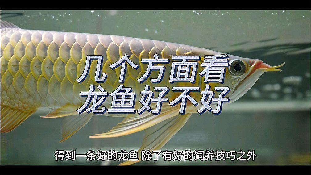 如何判斷龍魚的血統和品相？，如何判斷龍魚的血統和品相？龍魚選購checklist