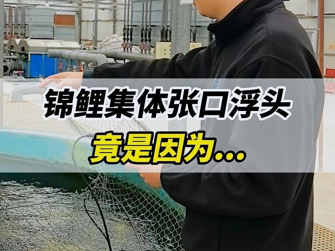 錦鯉浮頭呆滯不缺氧，錦鯉浮頭呆滯不缺氧怎么辦