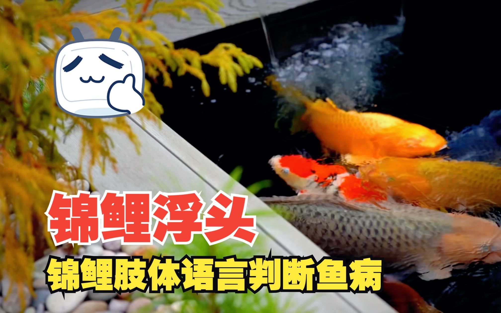 錦鯉浮頭呆滯不缺氧，錦鯉浮頭呆滯不缺氧怎么辦