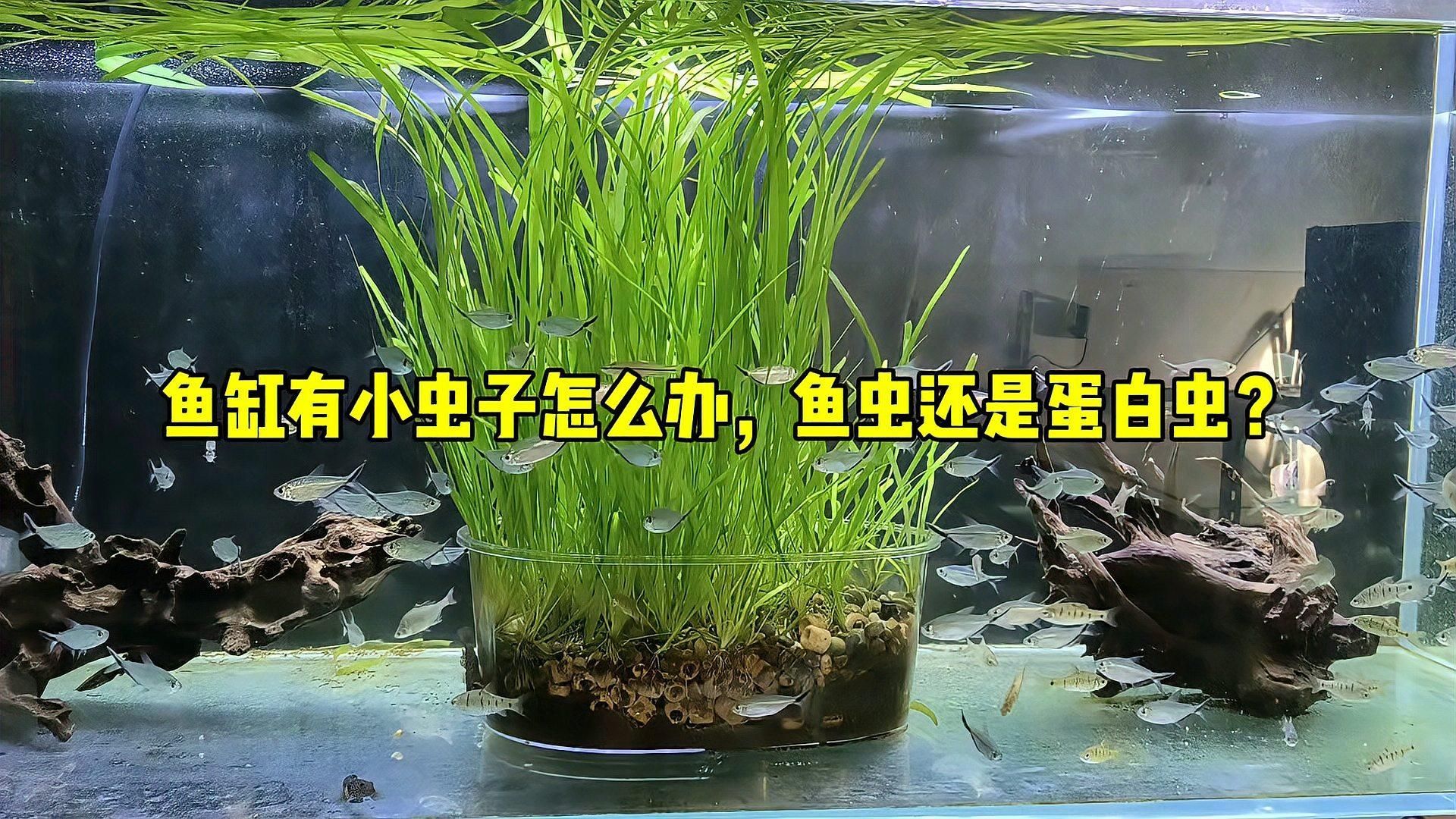 如何判斷魚缸里有哪些蟲，如何判斷魚缸中的常見蟲類