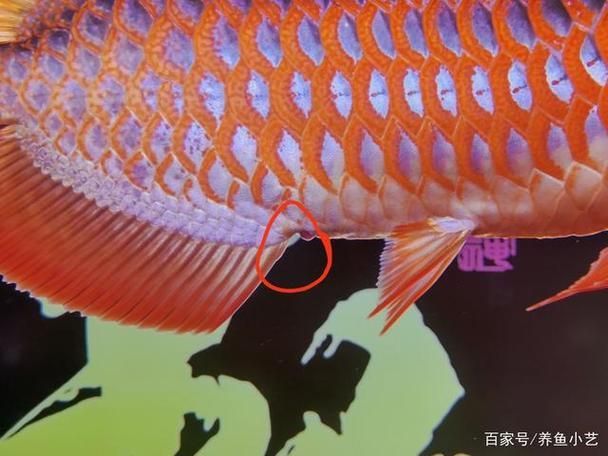如何判斷龍魚脫肛的嚴重程度 龍魚百科 第2張 如何判斷龍魚脫肛的嚴重程度 如何判斷龍魚脫肛的嚴重程度 龍魚百科 第2張
