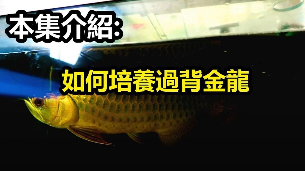 過背金龍魚發(fā)色需要多久，如何判斷過背金龍魚是否開始發(fā)色