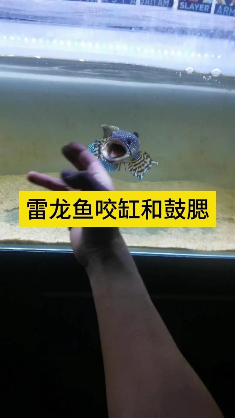 如何預防龍魚被咬后感染,如何預防龍魚被咬后感染(龍魚被咬后感染的預防與處理方案) 龍魚百科 第5張 如何預防龍魚被咬后感染,如何預防龍魚被咬后感染(龍魚被咬后感染的預防與處理方案) 如何預防龍魚被咬后感染,如何預防龍魚被咬后感染(龍魚被咬后感染的預防與處理方案) 龍魚百科 第5張