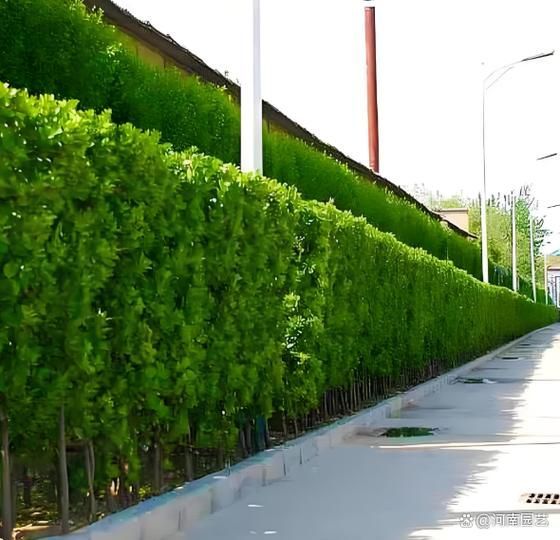 有哪些具體的遮蔽物設(shè)置建議，《西安城市綠化條例》