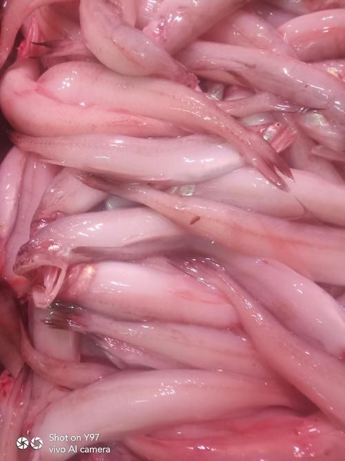 汕尾龍魚的市場價格是多少，汕尾龍魚市場價格是多少汕尾龍魚市場價格是多少
