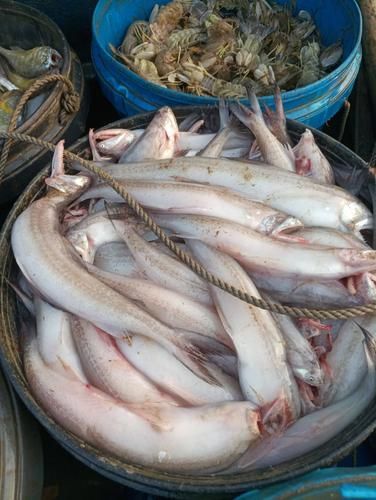 汕尾龍魚的市場價格是多少，汕尾龍魚市場價格是多少汕尾龍魚市場價格是多少
