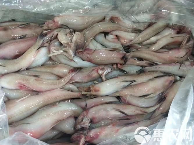 汕尾龍魚的市場價格是多少，汕尾龍魚市場價格是多少汕尾龍魚市場價格是多少