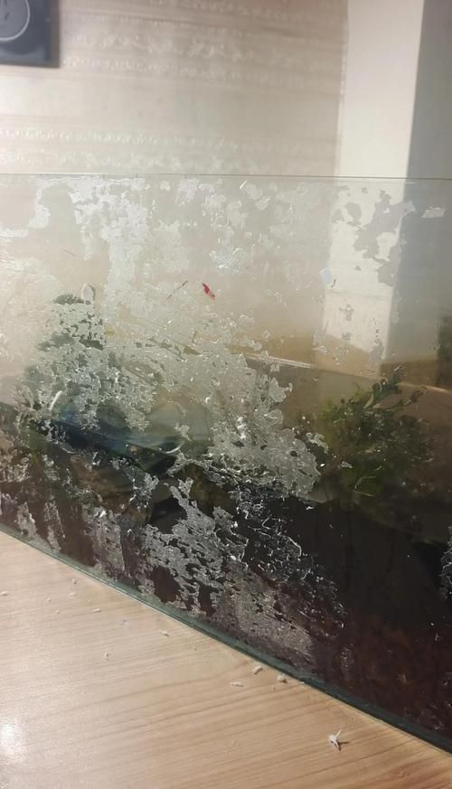 如何測試龍魚缸的密封性？ 如何測試龍魚缸的密封性？ 龍魚百科 第11張