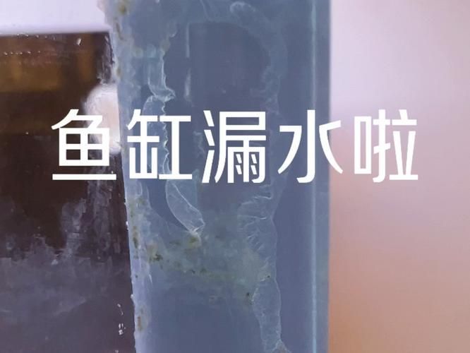 如何測試龍魚缸的密封性？ 如何測試龍魚缸的密封性？ 龍魚百科 第9張