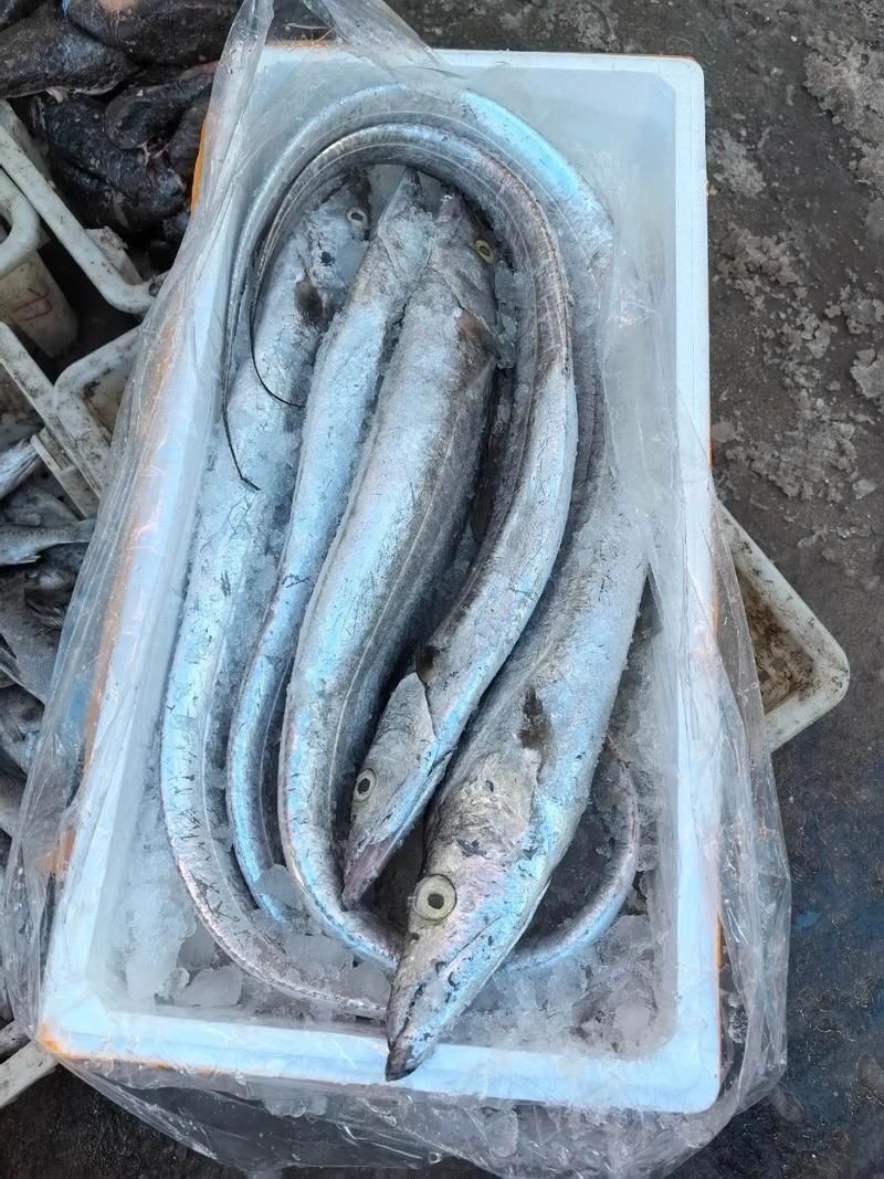 黃驊龍魚有哪些特點，黃驊千字詳解黃驊千字詳解黃驊龍魚