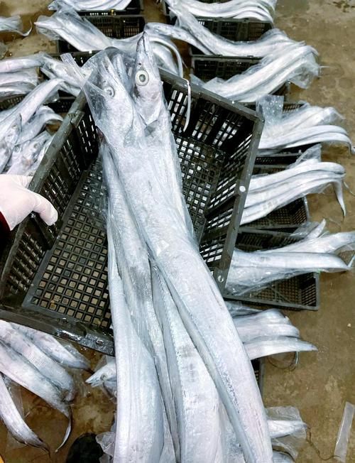 黃驊龍魚有哪些特點，黃驊千字詳解黃驊千字詳解黃驊龍魚