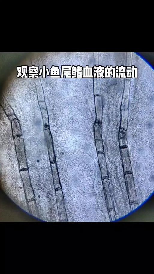 魚鰭充血復發應該如何應對，影響魚鰭充血復發應該如何應對 魚鰭充血復發應該如何應對，影響魚鰭充血復發應該如何應對 龍魚百科 第2張