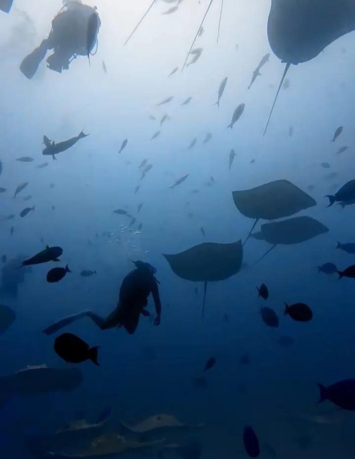 魟魚有哪些品種？，祥龍龍魚的飼養(yǎng)技巧 魟魚有哪些品種？，祥龍龍魚的飼養(yǎng)技巧 龍魚百科 第2張