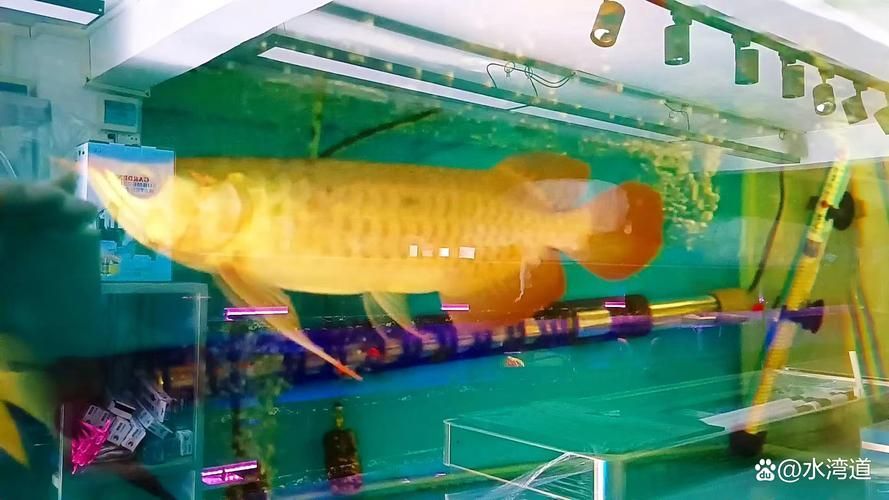 推薦一些性價(jià)比高的金龍魚(yú)品種，金龍魚(yú)品種推薦：金龍魚(yú)品種推薦 推薦一些性價(jià)比高的金龍魚(yú)品種，金龍魚(yú)品種推薦：金龍魚(yú)品種推薦 龍魚(yú)百科 第10張