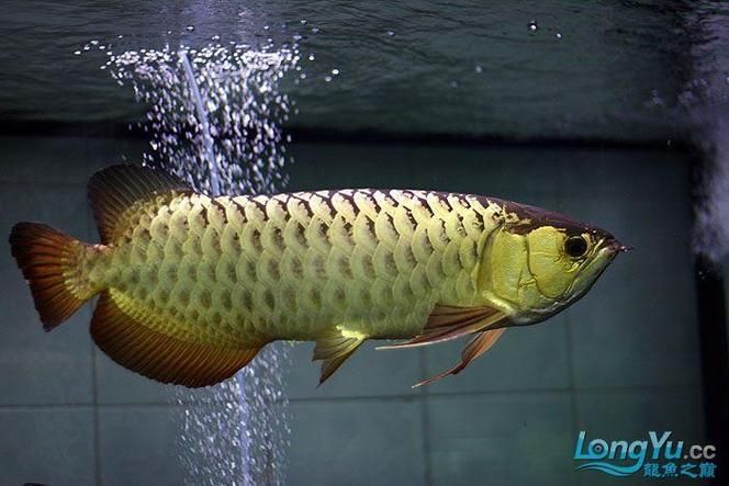 推薦一些性價(jià)比高的金龍魚(yú)品種，金龍魚(yú)品種推薦：金龍魚(yú)品種推薦 推薦一些性價(jià)比高的金龍魚(yú)品種，金龍魚(yú)品種推薦：金龍魚(yú)品種推薦 龍魚(yú)百科 第4張