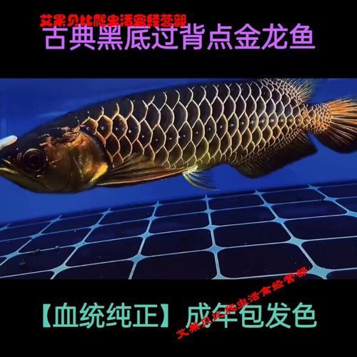 如何判斷24K過(guò)背金龍的品相，如何判斷24k過(guò)背金龍的品相 如何判斷24K過(guò)背金龍的品相，如何判斷24k過(guò)背金龍的品相 龍魚(yú)百科 第5張