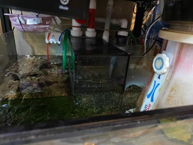 肅州龍魚的養(yǎng)殖技術(shù)，肅州龍魚養(yǎng)殖技術(shù) 肅州龍魚的養(yǎng)殖技術(shù)，肅州龍魚養(yǎng)殖技術(shù) 龍魚百科 第3張