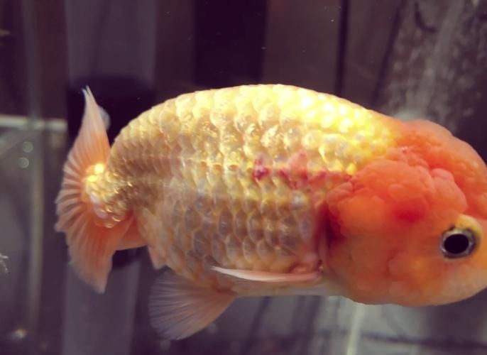 金魚(yú)充血后如何護(hù)理，法魚(yú)充血后如何區(qū)分澳龍的不同品種 金魚(yú)充血后如何護(hù)理，法魚(yú)充血后如何區(qū)分澳龍的不同品種 龍魚(yú)百科 第5張