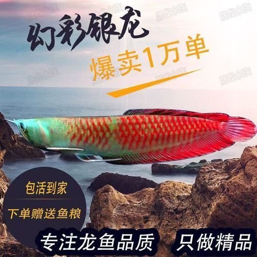 七彩銀龍魚的價格范圍是多少？，七彩銀龍魚價格是多少七彩銀龍魚的價格范圍是多少