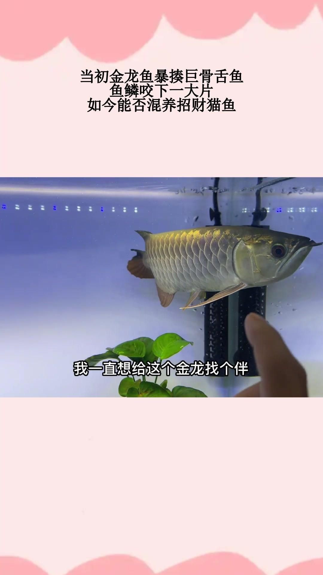 金龍魚和什么魚混養(yǎng)最好？ 金龍魚和什么魚混養(yǎng)最好？ 龍魚百科