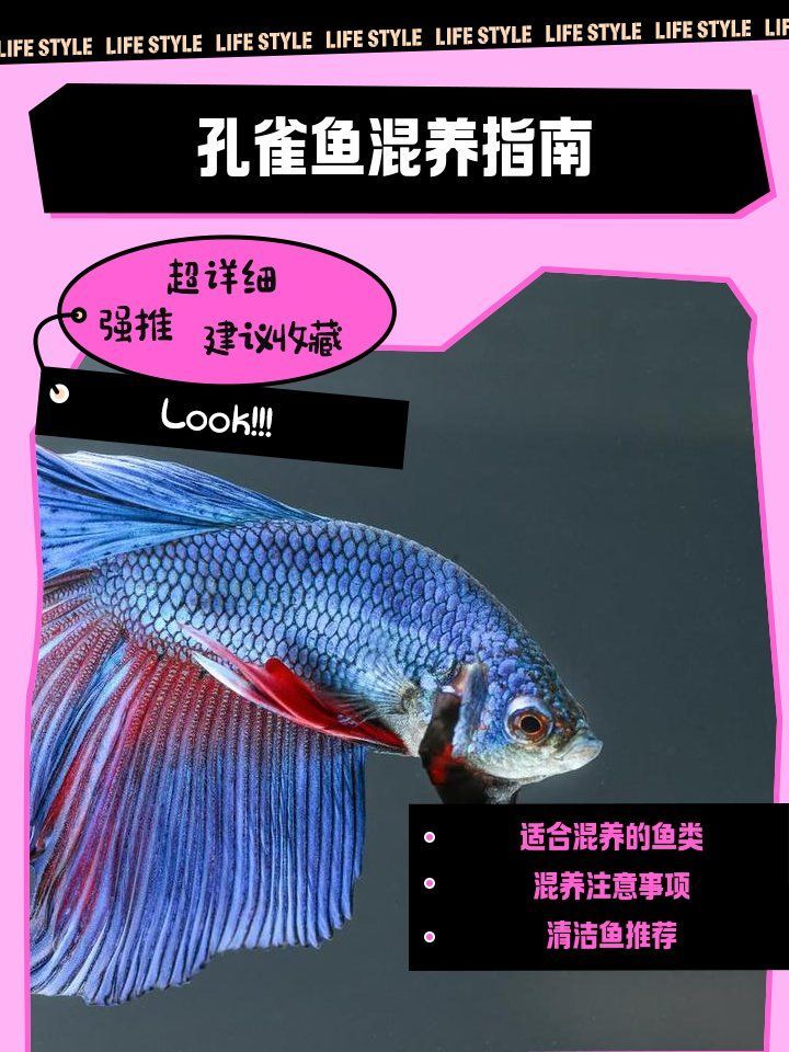 孔雀魚混養時需要注意哪些事項，孔雀魚混養搭配指南