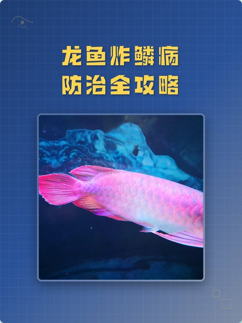 有哪些食物可以預(yù)防龍魚炸鱗，如何預(yù)防龍魚炸鱗