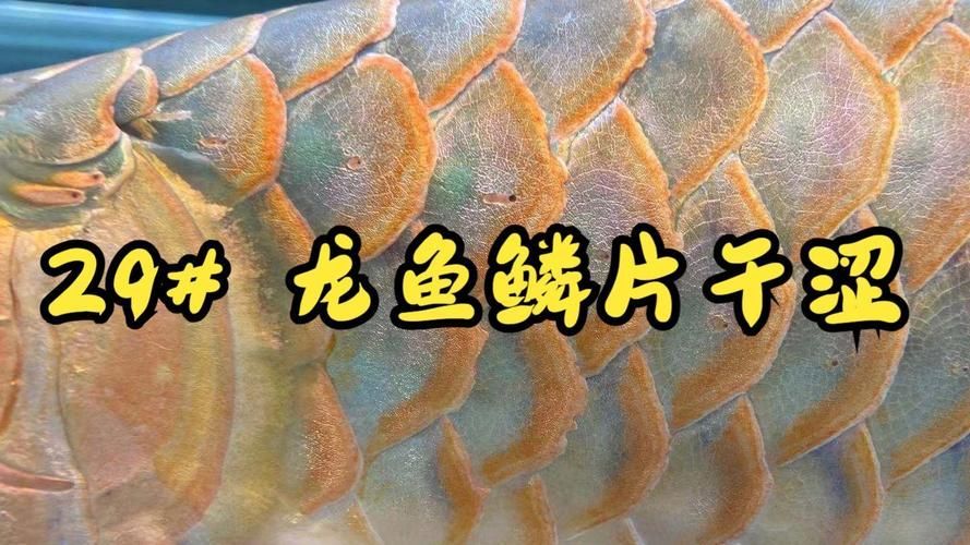 如何鑒別真假魏縣龍魚？