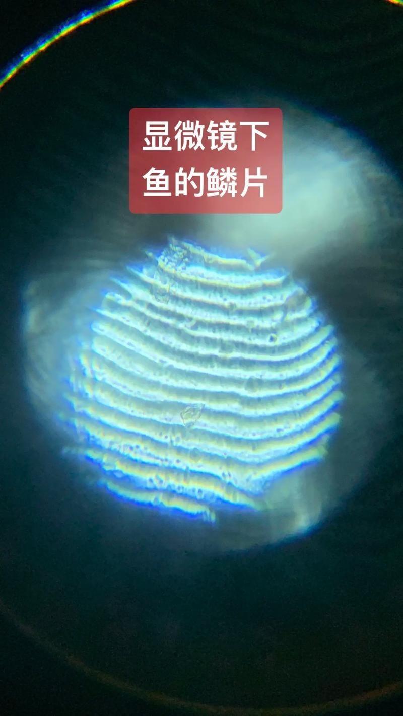 如何鑒別真假三都龍魚?,三都龍魚鑒別真假三都龍魚(福建三都澳地區(qū)、權(quán)威圖文鑒別指南) 龍魚百科 第2張 如何鑒別真假三都龍魚?,三都龍魚鑒別真假三都龍魚(福建三都澳地區(qū)、權(quán)威圖文鑒別指南) 如何鑒別真假三都龍魚?,三都龍魚鑒別真假三都龍魚(福建三都澳地區(qū)、權(quán)威圖文鑒別指南) 龍魚百科 第2張