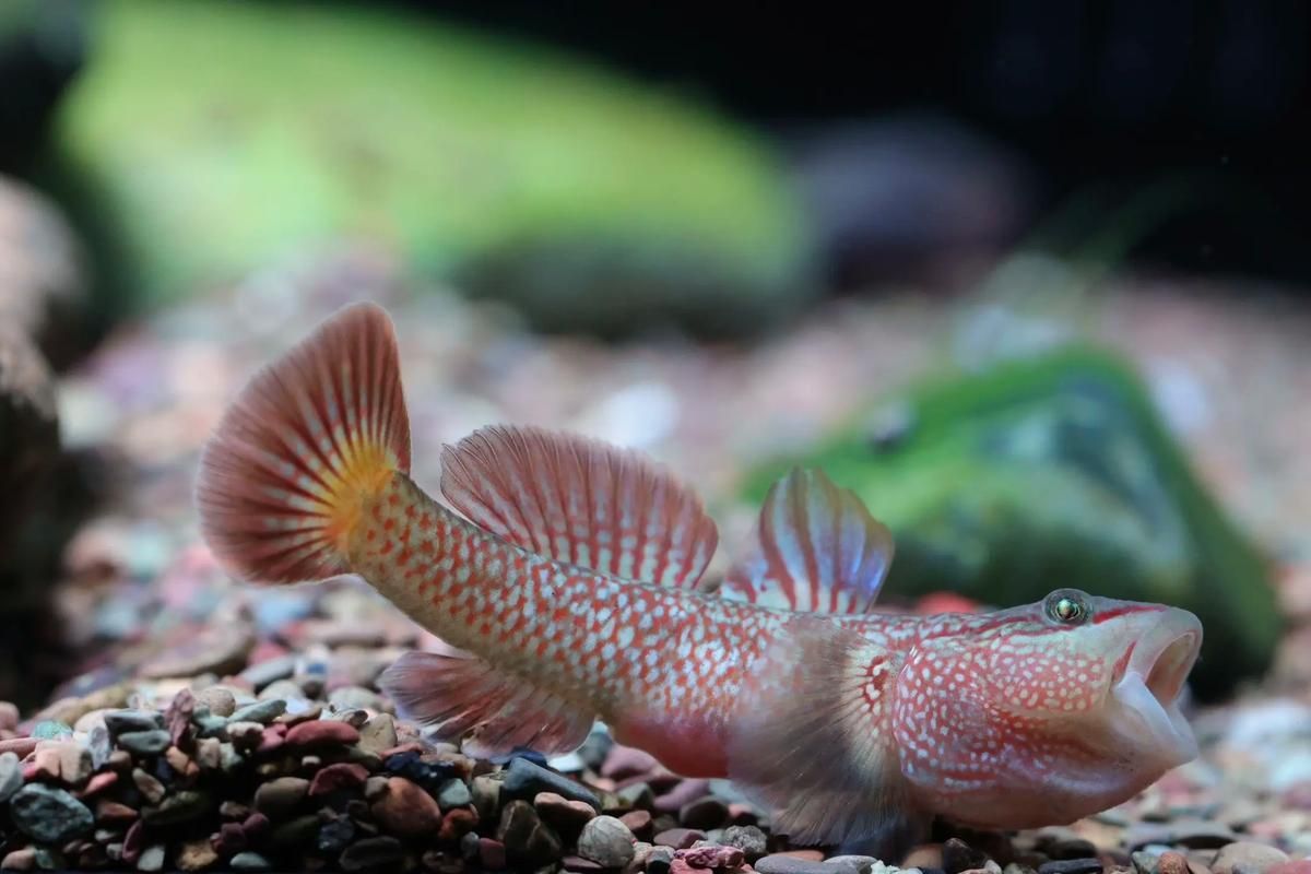 如何鑒別真假三都龍魚?,三都龍魚鑒別真假三都龍魚(福建三都澳地區(qū)、權(quán)威圖文鑒別指南) 龍魚百科 第10張 如何鑒別真假三都龍魚?,三都龍魚鑒別真假三都龍魚(福建三都澳地區(qū)、權(quán)威圖文鑒別指南) 如何鑒別真假三都龍魚?,三都龍魚鑒別真假三都龍魚(福建三都澳地區(qū)、權(quán)威圖文鑒別指南) 龍魚百科 第10張