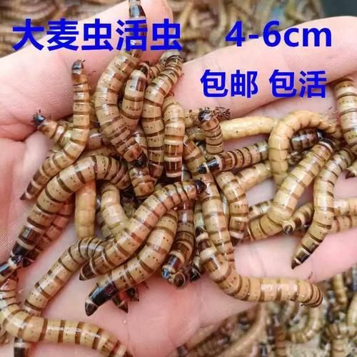 有哪些食物不適合小紅龍魚，關于小紅龍魚的一些問題 有哪些食物不適合小紅龍魚，關于小紅龍魚的一些問題 龍魚百科 第3張
