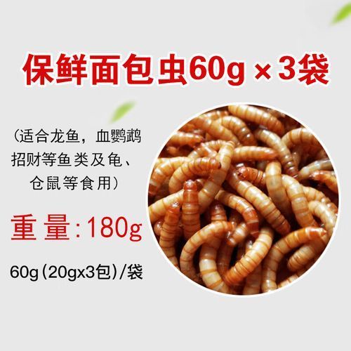 有哪些食物不適合小紅龍魚，關于小紅龍魚的一些問題 有哪些食物不適合小紅龍魚，關于小紅龍魚的一些問題 龍魚百科 第1張