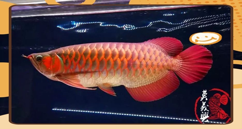 李亞四龍魚病有哪些癥狀？，“李亞四龍魚病”的癥狀包括“李亞四龍魚病”的癥狀