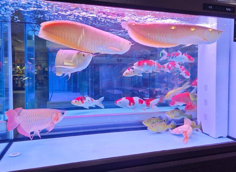如何正確使用中藥防治魚寄生蟲，中草藥防治魚寄生蟲，中藥防治魚寄生蟲的步驟絳蟲 如何正確使用中藥防治魚寄生蟲，中草藥防治魚寄生蟲，中藥防治魚寄生蟲的步驟絳蟲 龍魚百科 第2張