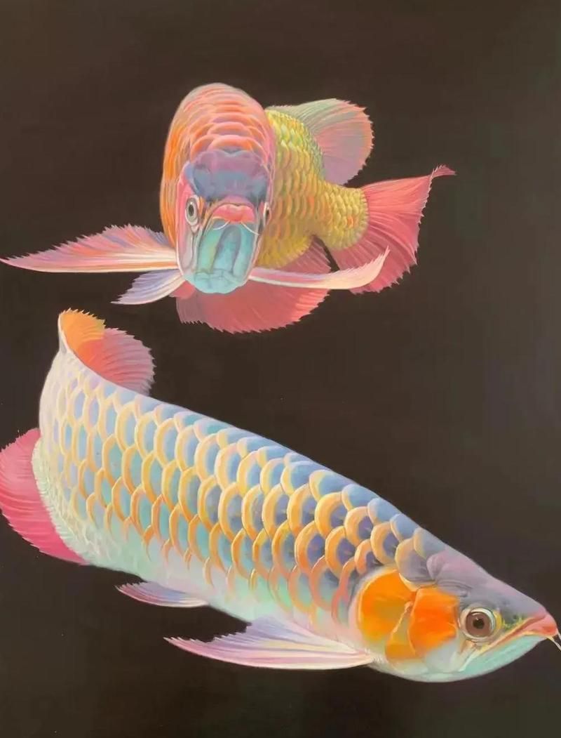 圖騰金龍魚的特點是什么？，圖騰金龍魚生物學特點詳解圖騰金龍魚的特點詳解