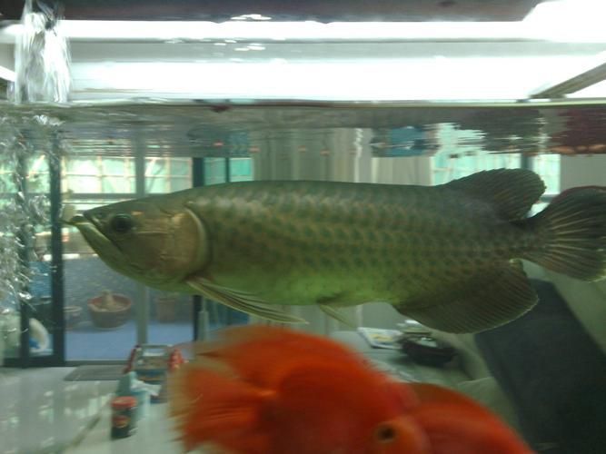 遵化龍魚市場有哪些知名品種？，遵化龍魚市場以其豐富的魚類品種而聞名 遵化龍魚市場有哪些知名品種？，遵化龍魚市場以其豐富的魚類品種而聞名 龍魚百科 第21張
