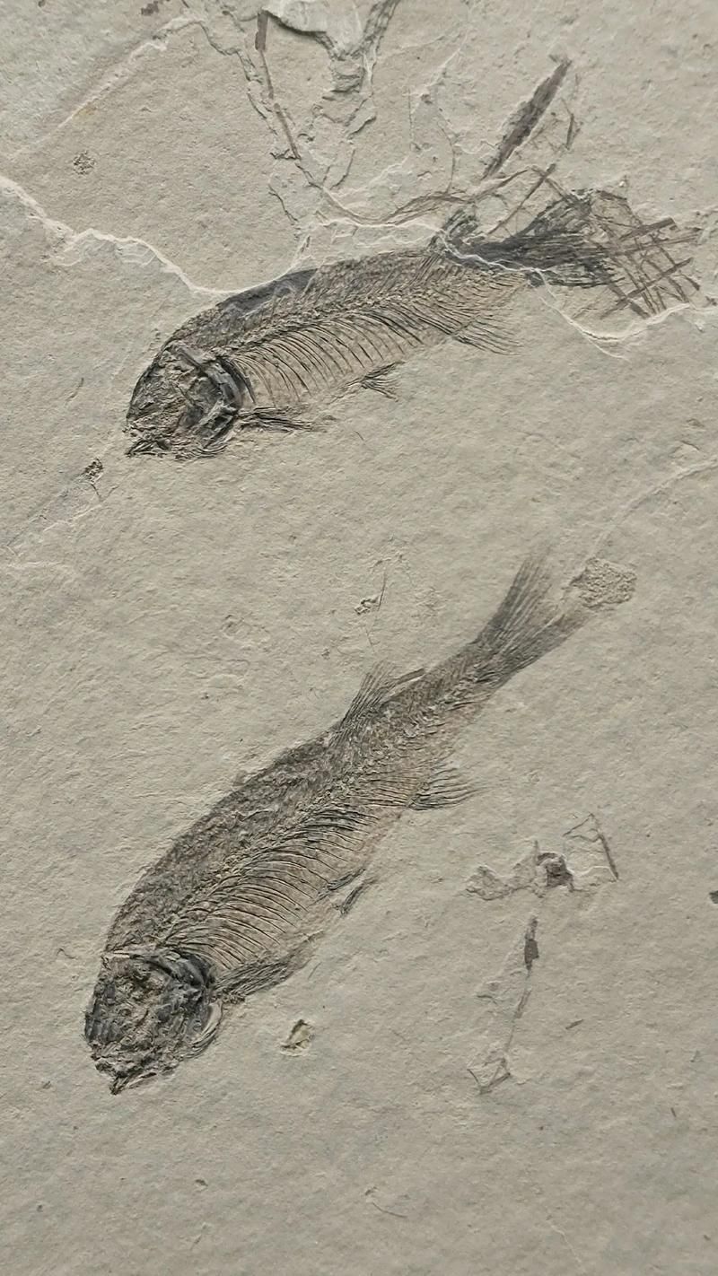 南雄龍魚有哪些獨(dú)特特征