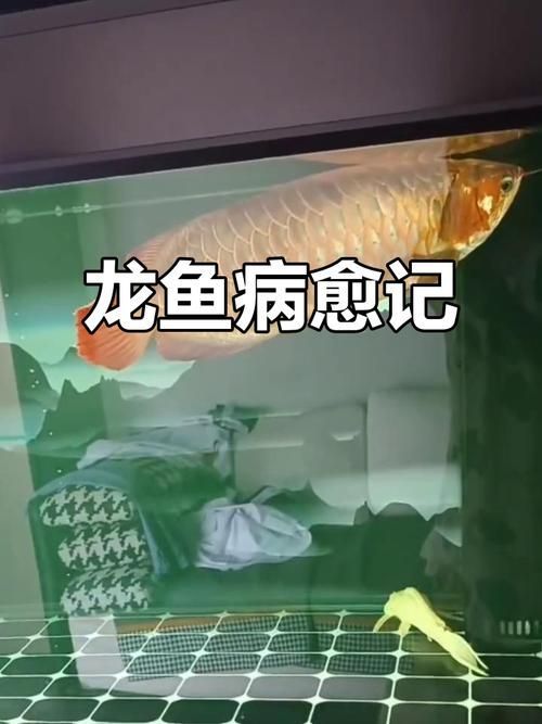 龍魚浮頭后如何恢復喂食 龍魚百科 第3張 龍魚浮頭后如何恢復喂食 龍魚浮頭后如何恢復喂食 龍魚百科 第3張