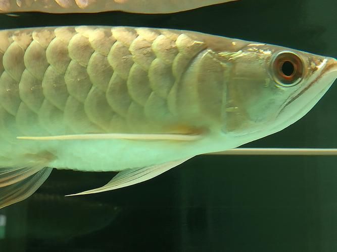 龍魚浮頭后如何恢復喂食 龍魚百科 第6張 龍魚浮頭后如何恢復喂食 龍魚浮頭后如何恢復喂食 龍魚百科 第6張