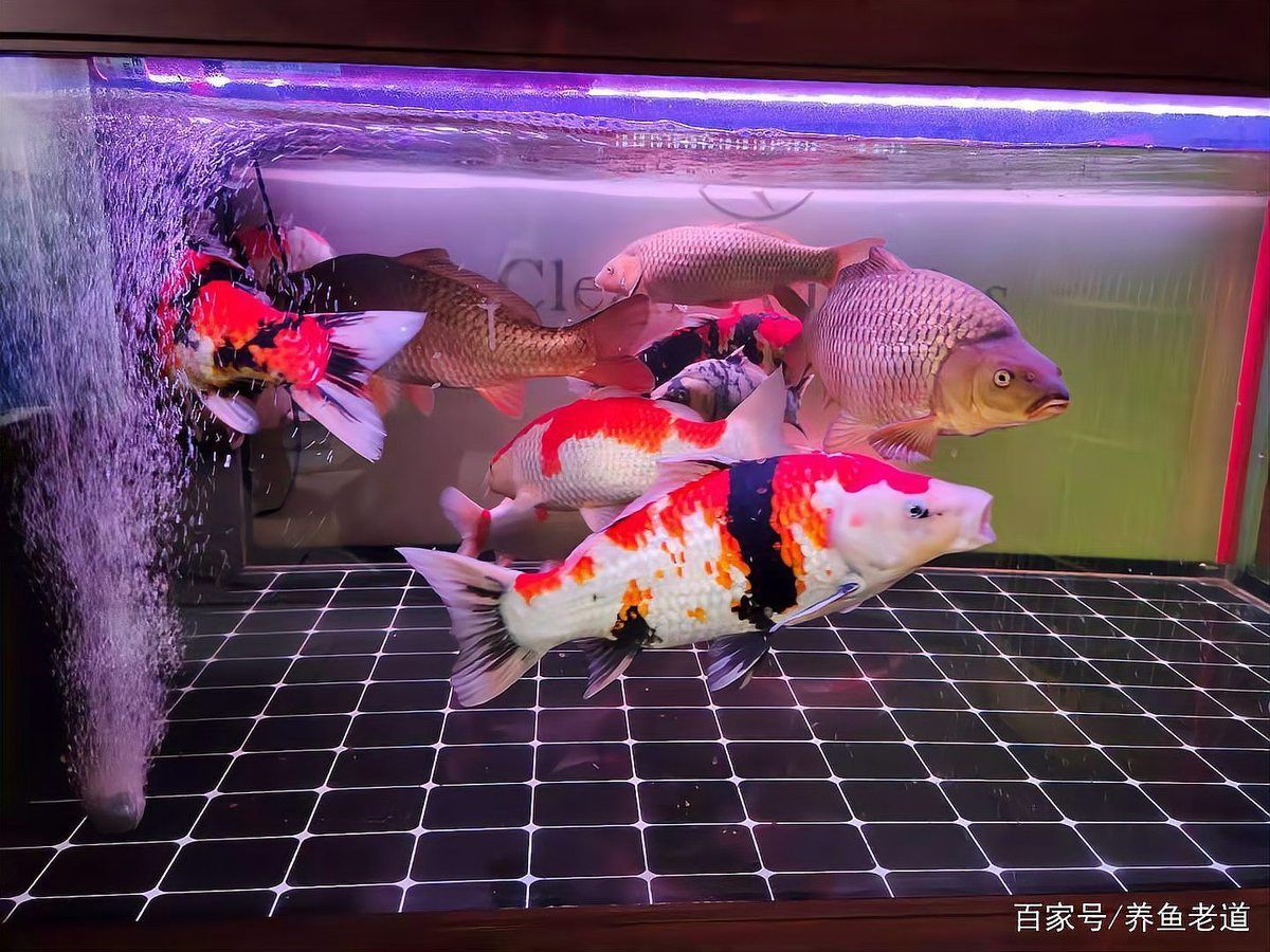 如何判斷龍魚是否需要補(bǔ)充益生菌？，如何判斷龍魚是否需要補(bǔ)充益生菌