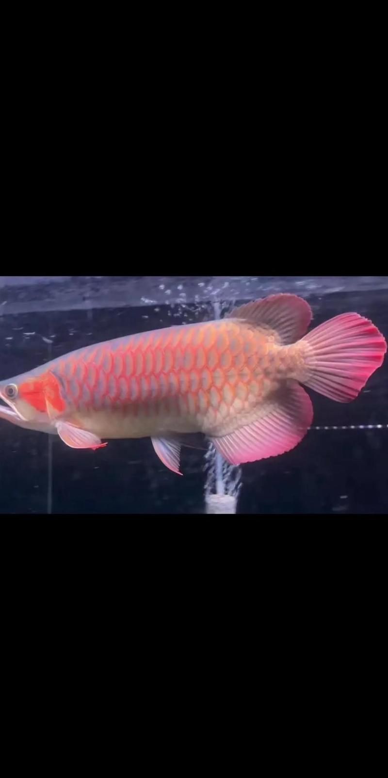 如何判斷龍魚是否需要補(bǔ)充益生菌？，如何判斷龍魚是否需要補(bǔ)充益生菌