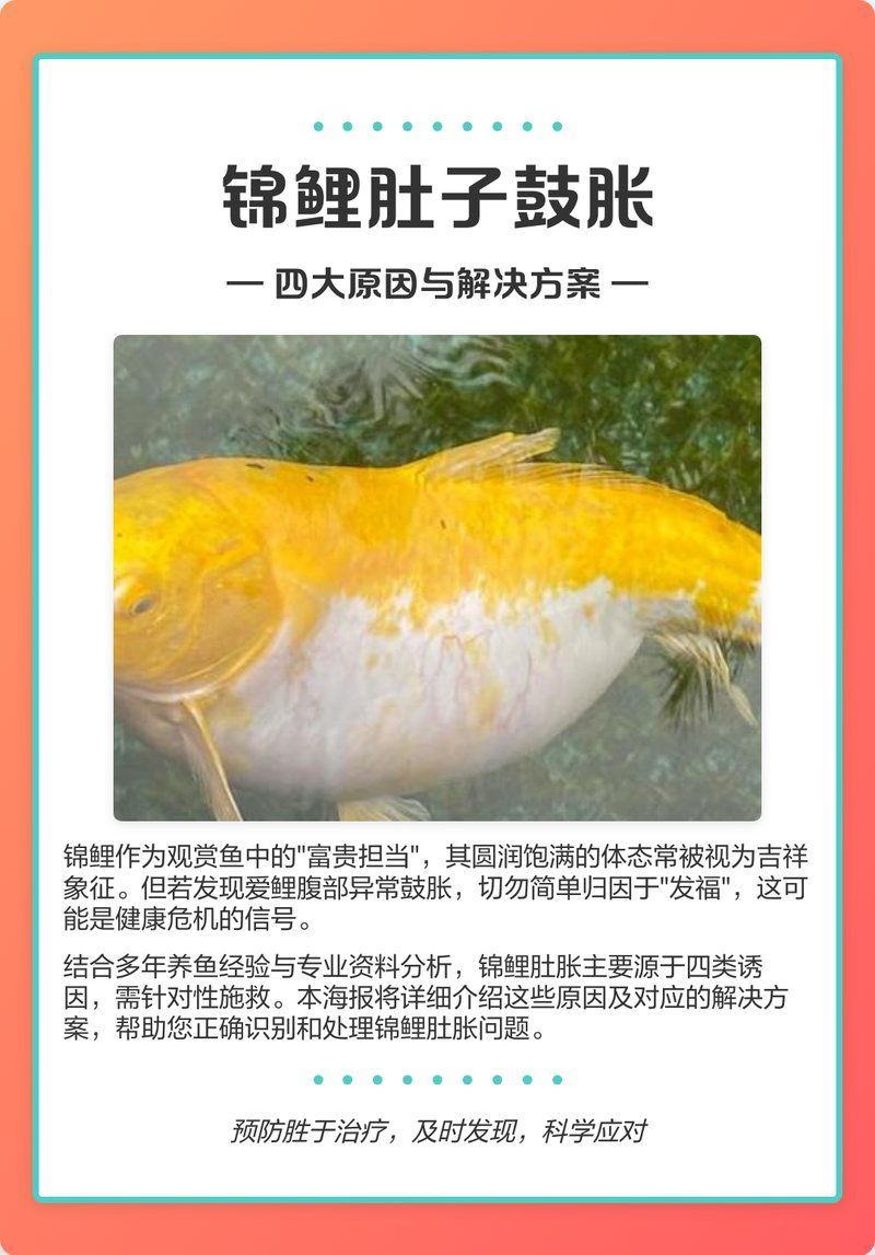 魚肚子鼓起來(lái)怎么回事怎么治療，魚肚子鼓起來(lái)怎么辦 魚肚子鼓起來(lái)怎么回事怎么治療，魚肚子鼓起來(lái)怎么辦 龍魚百科 第1張
