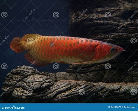 詳解（1000字和配圖）如何判斷一條龍魚是否健康？，如何判斷一條龍魚是否健康，