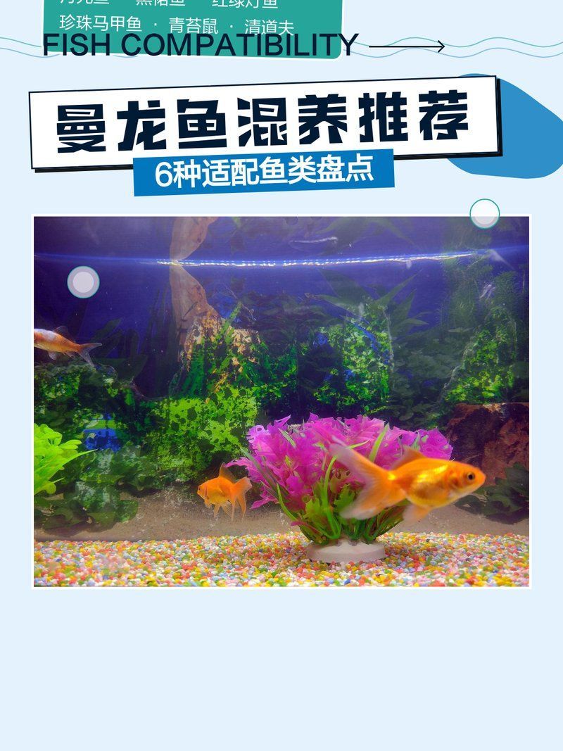 曼龍魚混養時需要注意哪些問題，曼龍魚混養推薦|6種適配魚類盤點 曼龍魚混養時需要注意哪些問題，曼龍魚混養推薦|6種適配魚類盤點 龍魚百科 第2張