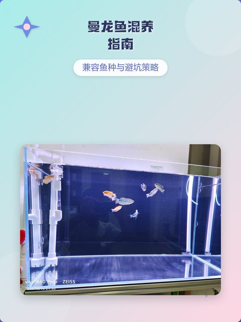 曼龍魚混養時需要注意哪些問題，曼龍魚混養推薦|6種適配魚類盤點 曼龍魚混養時需要注意哪些問題，曼龍魚混養推薦|6種適配魚類盤點 龍魚百科 第1張