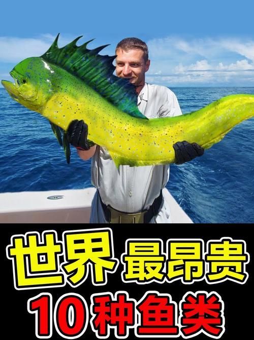 能否提供更多世界上最貴的食用魚圖片，世界上最貴的食用魚 能否提供更多世界上最貴的食用魚圖片，世界上最貴的食用魚 龍魚百科 第4張
