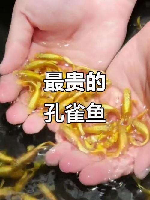 能否提供更多世界上最貴的食用魚圖片，世界上最貴的食用魚 能否提供更多世界上最貴的食用魚圖片，世界上最貴的食用魚 龍魚百科 第7張