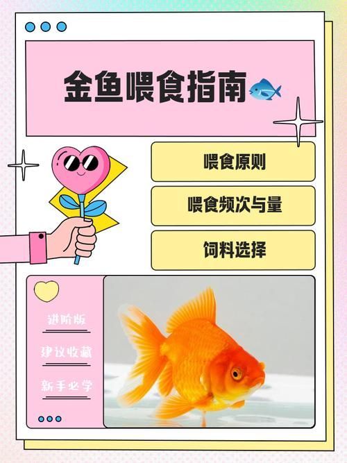 有沒有更詳細的金龍魚飼養視頻教程？，金龍魚飼養教程