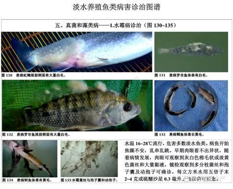 龍魚白色絮狀物不治療會死嗎？，龍魚白色絮狀物不治療會死嗎