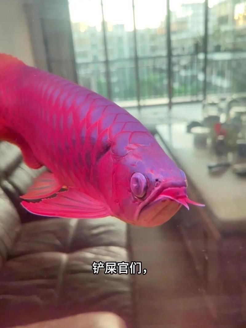 哪種藥物治療紅龍魚眼睛白蒙最有效？ 哪種藥物治療紅龍魚眼睛白蒙最有效？ 龍魚百科 第2張